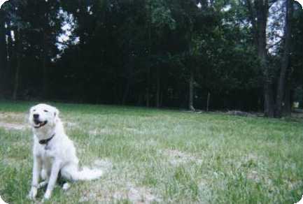 Hanging out in the back yard