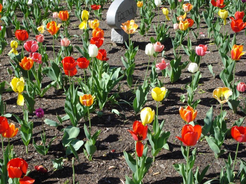 tulipseverywhere.jpg