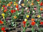 tulipseverywhere_small.jpg