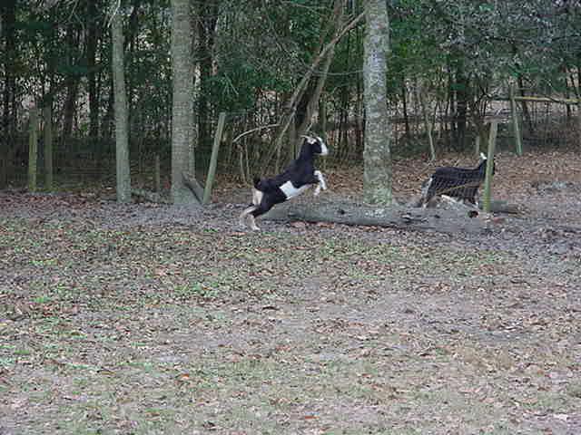 Goat leaving my back yard