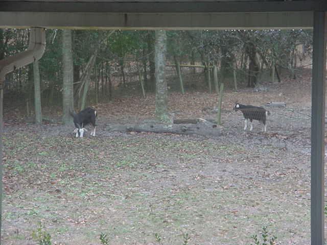 Goat grazing in my back yard