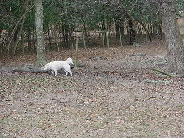 Reason goat is leaving my back yard