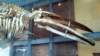 whalermuseumnewbedfordmass_small.jpg